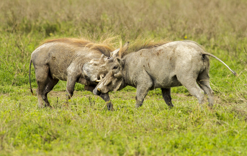 Two warthogs go head to head!