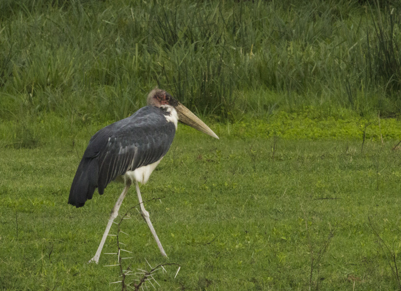 Maribu stork