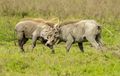 Two warthogs go head to head!