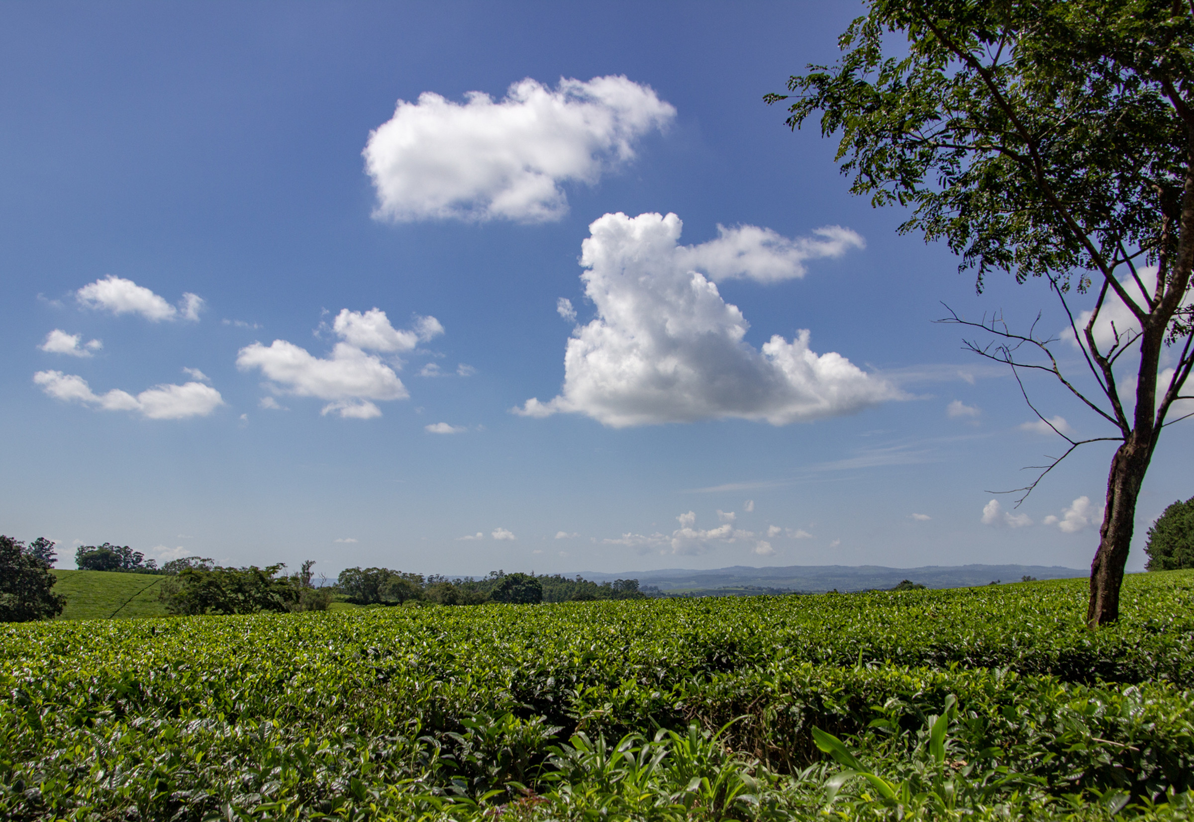 tea-plantation-photo