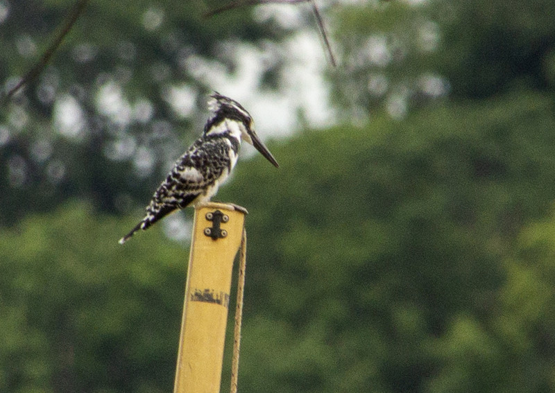 A pied kingfisher looks for fish.