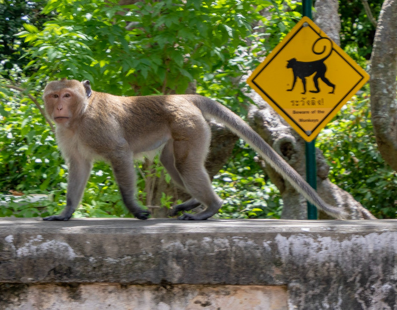 Beware of the monkeys!
