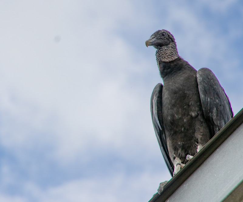 A black vulture