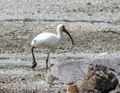 A white ibis with a muddy beak and legs!
