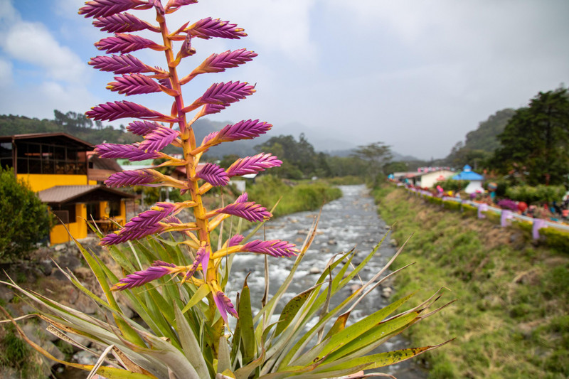 Boquete Flower and Coffee Festival