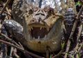 Never smile at a crocodile?!