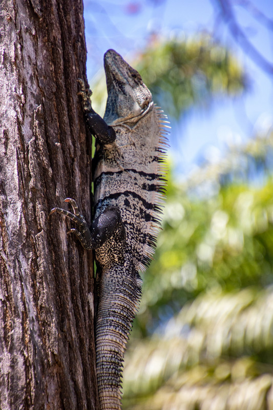 Tree-climbing Iguana