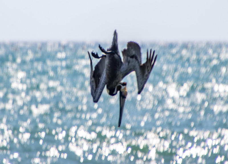 Pelicans diving for fish