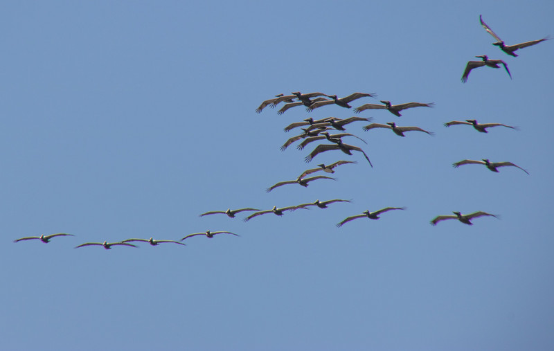 A flock of pelicans