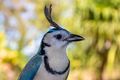 White throated magpie jay
