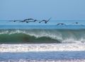 Pelicans above the waves