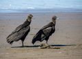 Vultures on the beach