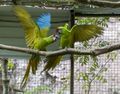 Green parrots having a little dispute