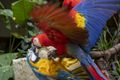 Scarlet macaw fighting with his cousin