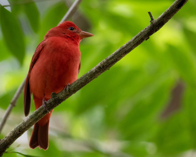 Summer tanager in all its glory