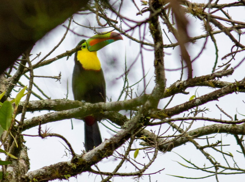 Who doesn't love seeing toucans in the wild?