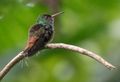 Hummingbirds around the lodge