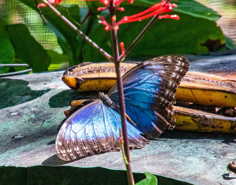 Blue Morpheo Butterfly