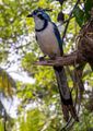 White-throated magpie jay