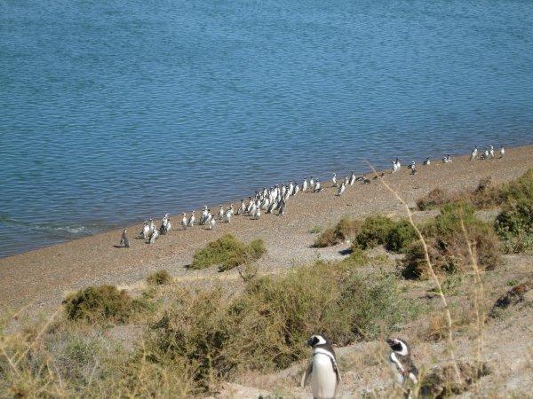 Beach penguins