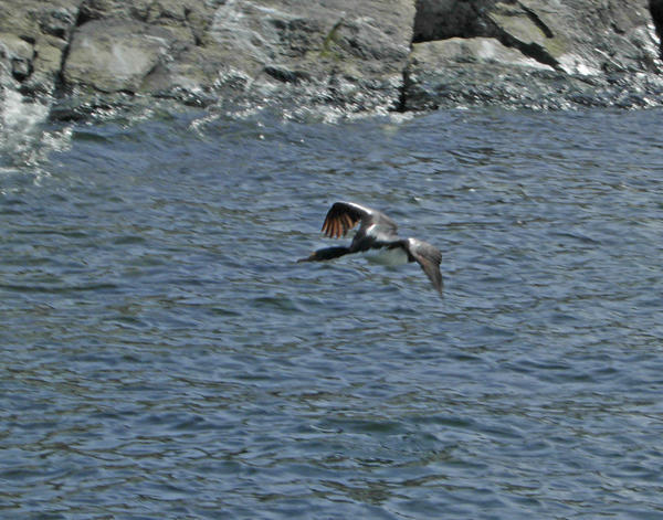 The Imperial Cormorants in flight