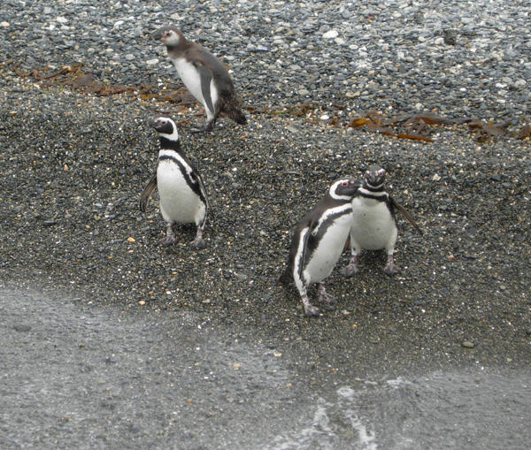 These ones really are penguins