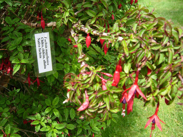 The Magellenic Fuchsia