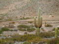 Cactus fields and llamas