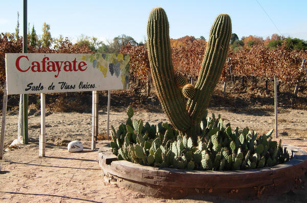 Cafayate - Land of Wine and Cactus