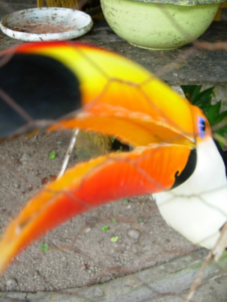 Toucan on the attack