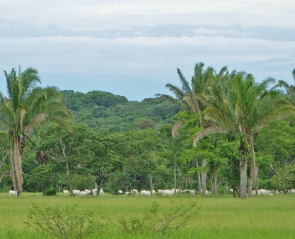 Cattle grazing in the tropics