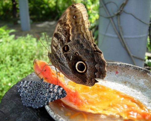 Owl Butterfly feeding