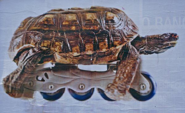 Speedy Tortoise