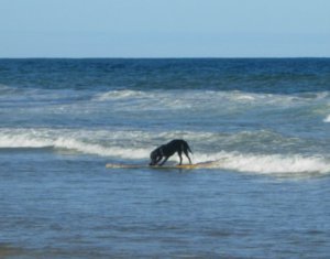 Surfing Dog!