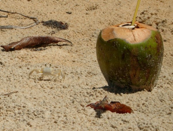 The Crab and Coconut