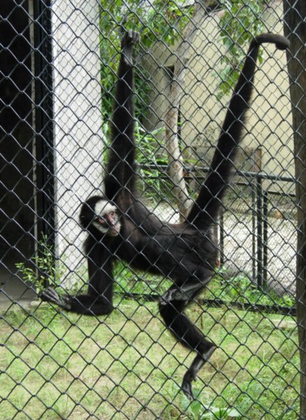 Monkeying around at the zoo