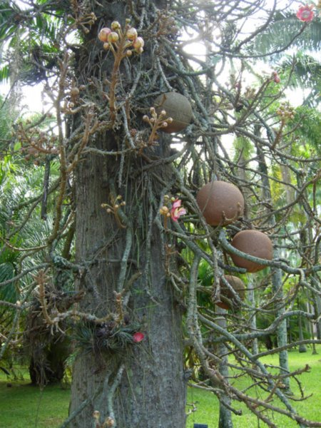 The Cannon Ball Tree