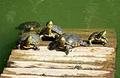 Sunbathing Turtles