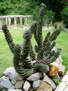 spiral cactus grass