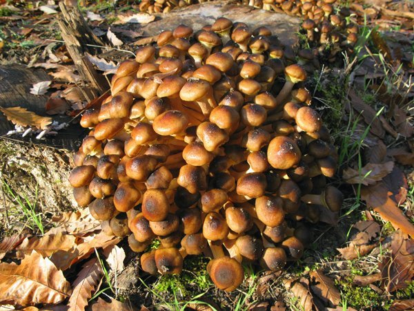 Magic Mushrooms?