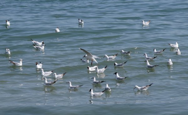 Caspian Seagulls!