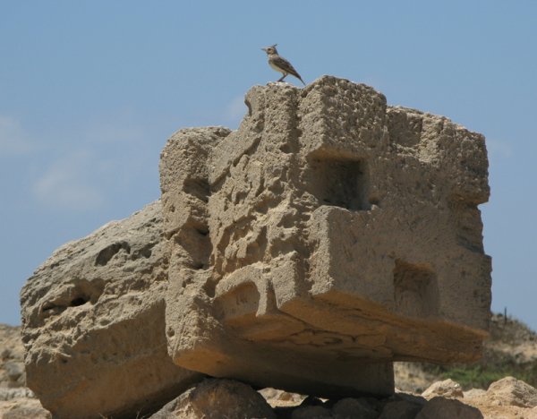 Birds on the ruins