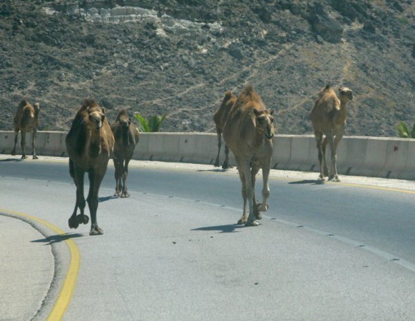 Camels in the road!