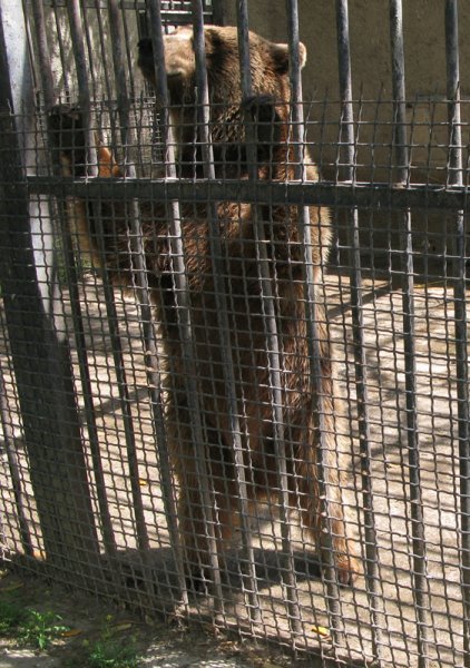 Brown Bear in a small cage