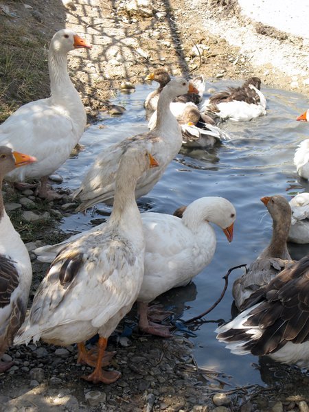 Bathing Geese