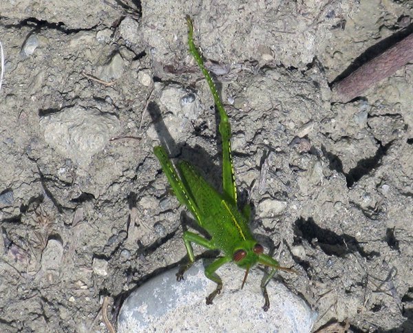 Green Grasshopper!