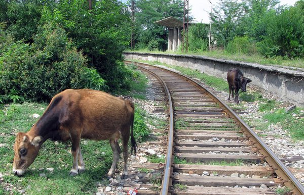 Cattle on the line