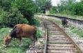 Cattle on the line