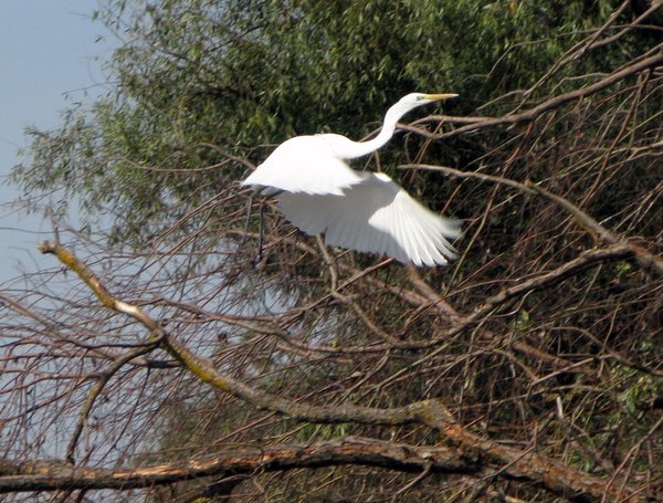 Egret taking off