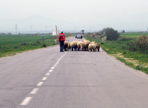 Sheep In The Road